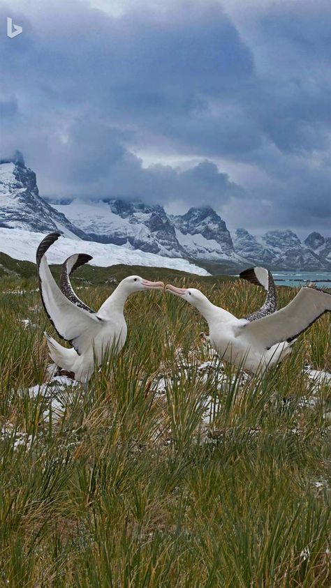 South Georgia Island, Cabin Art, Reptiles And Amphibians, Long Periods, Sea Birds, Ocean Animals, Animals Of The World, Wild Ones, Glass House