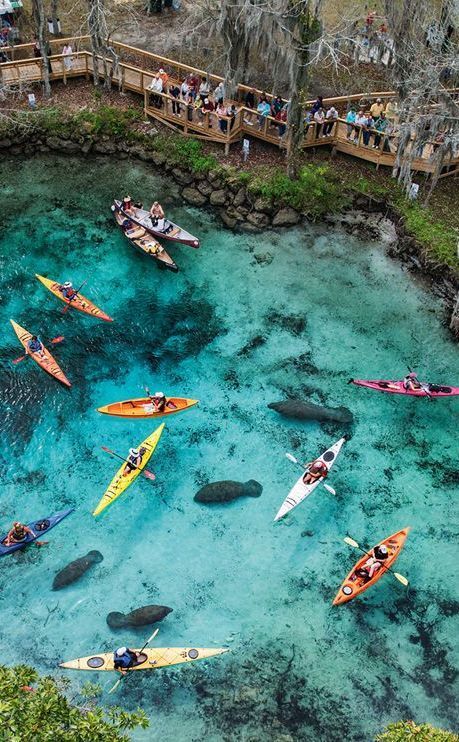 Manatees In Florida, Swimming With Manatees, Road Trip Places, Crystal River, Manatees, Kayak Trip, Have Inspiration, Family Days Out, Spring Trip