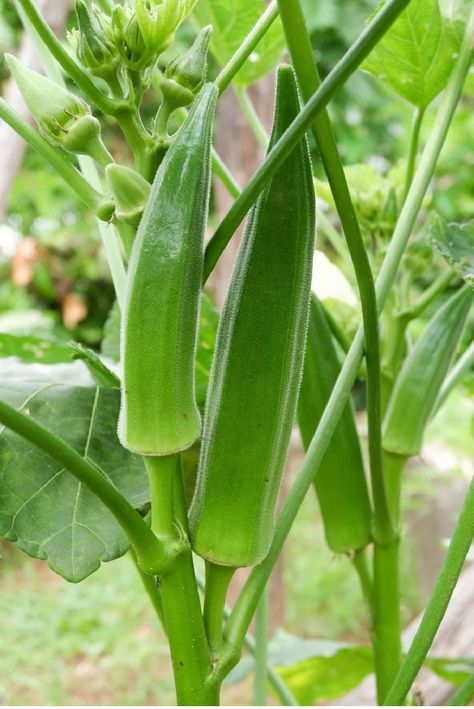 Okra - 15+ seeds per package - 100% Organic Okra reaches maturity in 50 to 65 days. The plants can produce for ten to 12 weeks. It grows and bears seed pods until frost, which quickly turns them black and kills them. Start harvesting a few days after the okra blooms fade. For the best yields, plant okra in the spring 2 to 3 weeks after all danger of frost has passed. For a good fall crop, plant at least 3 months before the first fall frost. Plant the okra seeds about 1 inch deep and 2 inches apa Planting Okra, Grow Okra, Growing Okra, Okra Plant, Okra Seeds, Fall Crop, Winter Soups, Summer Vegetable, Organic Living