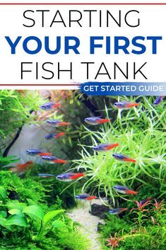 Easy Care Fish Tank Aquarium, Community Aquarium Ideas, Community Fish Tank Ideas, Fish Tank For Beginners, Starter Fish Tank, Tetra Fish Tank Ideas, Easy Aquarium Ideas, Ten Gallon Fish Tank Ideas, Fresh Water Fish Tank Ideas