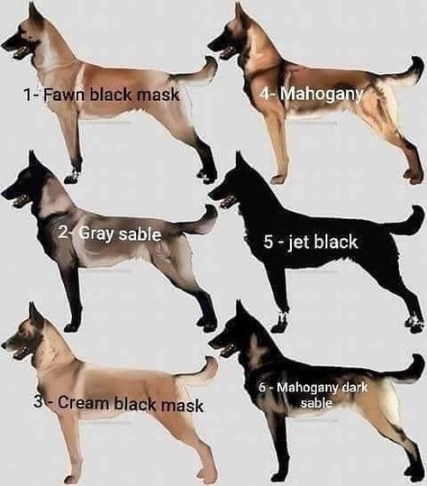 Different color of belgian malinois dog Black Belgian Malinois, Belgian Malinois Puppies, Belgium Malinois, Malinois Puppies, Belgian Malinois Dog, Dog Breeds List, Malinois Dog, Belgian Shepherd, Canine Art