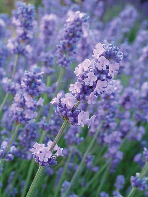 Article: Herbs are good for the body & soul, explains Val Bourne over on the Hartley Magazine.     #HartleyBotanic #herbs #plants #growyourown #garden #gardens #gardening #gardeningtips #gardeningadvice Low Maintenance Garden Plants, Colours Aesthetic, Unusual Beauty, Growing Lavender, English Lavender, Aromatic Plant, Gravel Garden, Lavender Plant, Lovely Lavender