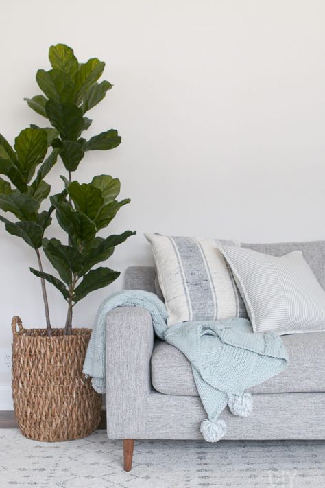 Display Throw Blankets, Room Plants, Family Room Makeover, Diy Playbook, Couch Throw Blanket, Living Room Plants, Fiddle Leaf, Couch Throws, Fiddle Leaf Fig