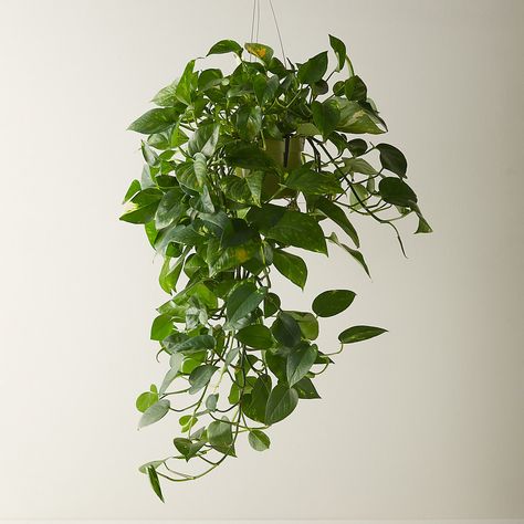 Balcony Plants, Pothos Plant, Plant Aesthetic, Low Maintenance Plants, Plant Mom, Décor Diy, Outdoor Garden Furniture, Hanging Plants, My New Room