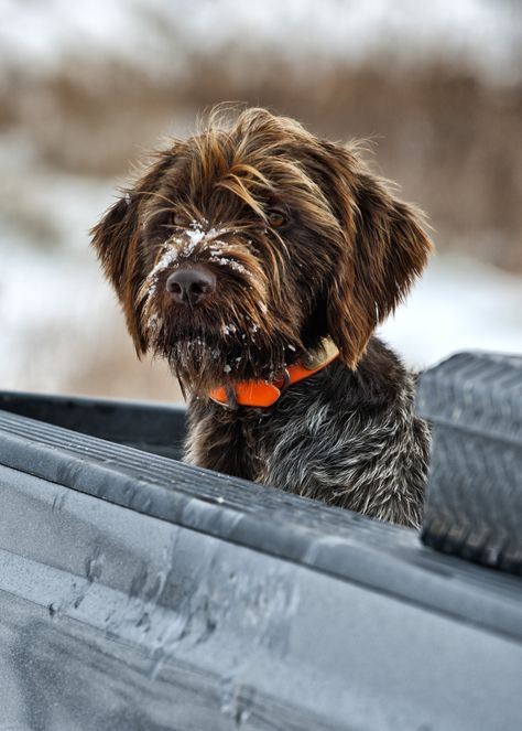 Wirehaired Pointing Griffon Pointing Griffon, Wirehaired Pointing Griffon, Griffon Dog, Bird Dogs, Sporting Dogs, Appaloosa, Quarter Horse, Dogs Of The World, Hunting Dogs