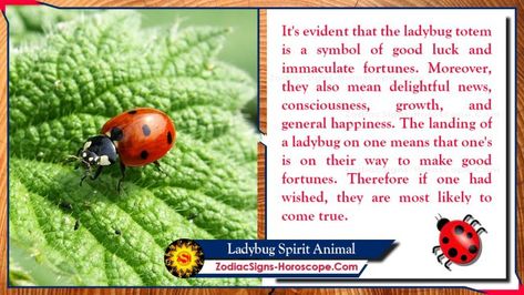 Ladybug Spirit Animal: Totem, Meaning, Symbolism and Dreams Ladybug Symbolism Meaning, Meaning Of Ladybugs, Ladybird Symbolism, Ladybug Spirit Animal, Ladybug Totem, Ladybug Spiritual Meaning, Ladybug Symbolism, Meditation Signs, Aries Warrior