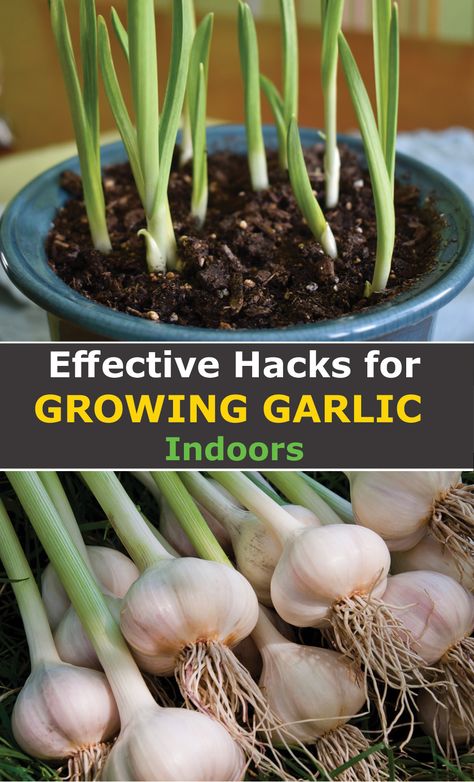 Grow Garlic Indoors, Gemüseanbau In Kübeln, Growing Vegetables Indoors, Grow Garlic, Kitchen Gardening, Diy Container Gardening, Growing Herbs Indoors, Planting Garlic, Indoor Vegetables