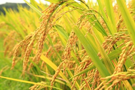 Golden rice in the farm. Mature harvest of golden rice , #AD, #farm, #rice, #Golden, #golden, #harvest #ad Golden Rice, Rice Plant, Outdoor Paint, Canvas Home, Custom Paint, Agriculture, Perennials, Farmer, Landscape Paintings