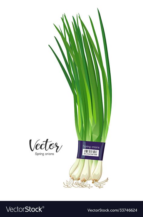 Spring Onion Drawing, Spring Onion Illustration, Onion Drawing, Spring Onions, Pack Design, Spring Onion, Onions, Adobe Illustrator, Card Design