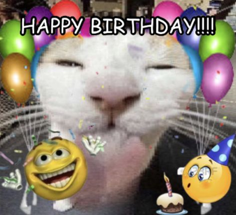 Happy Birthday Reaction Pic Funny, Happy Birthday Reaction Pic, Birthday Reaction Pic, Silly Happy Birthday, Images Hello Kitty, Birthday Cat, Happy Birthday Pictures, Silly Cats Pictures, Happy Bday