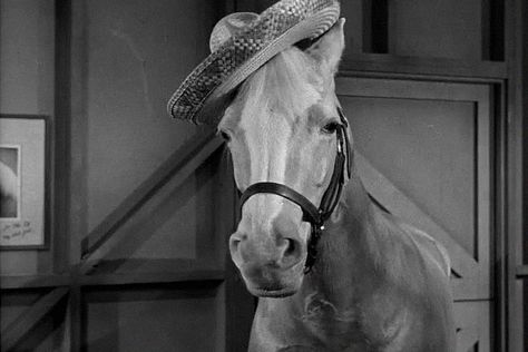 Mr Ed, Mr Tumble, Mister Ed, Alan Young, Farm Images, Funny Shows, Old Shows, Princess Of Power, Hollywood Walk Of Fame