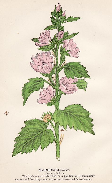 Marshmallow candies were originally made from the marshmallow plant, but the majority of modern recipes have switched to gelatin instead. Medicinal Plants Illustration, Marshmallow Plant, Marshmallow Flower, Flowering Herbs, Marshmallow Flowers, Modern Recipes, Vibrational Healing, Chintz Pattern, Herb Shop