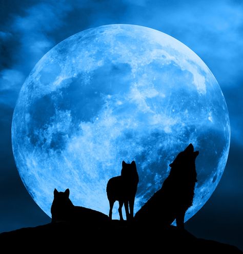 Blue Moons | Blue Moon Werewolf Warning | Paranormal Activity Forecast Real Werewolf, Werewolf Aesthetic, Shadow Wolf, Wolf Spirit Animal, Howl At The Moon, Wolf Spirit, Wolf Moon, Super Moon, Blood Moon