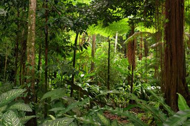 Indoor Rainforest, Hiking Photos, Amazon Forest, Jungle Forest, Rainforest Animals, Search Google, Forest Decor, All Inclusive Vacations, Amazon Rainforest