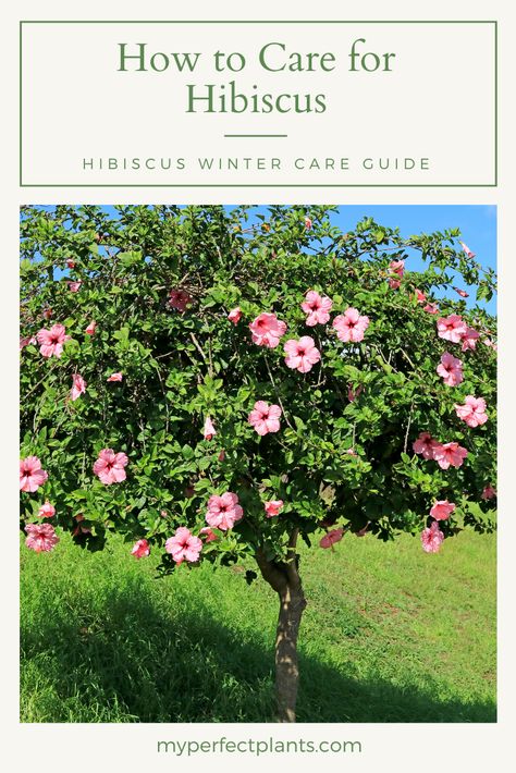 do hibiscus come back every year| how big do hibiscus get| how long do hibiscus blooms last| how to dry hibiscus flowers| what does a hibiscus look like| can you eat hibiscus flowers| how often to water hibiscus Hibiscus Flower Tree, Hibiscus In Landscaping, Hibiscus Landscape Ideas, Types Of Hibiscus Flower, Hibiscus Plant Landscape, Planting Hibiscus In Ground, Hibiscus Tree Landscaping, Hibiscus Bush Landscaping, Hibiscus Trees In Pots