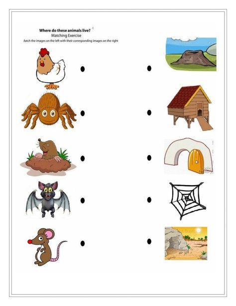 1st Grade Worksheets Science, Science Worksheets For Grade 1, Worksheets For Grade 1, 1st Grade Worksheets, Science Worksheets, 1st Grade, Grade 1, Science, Animals