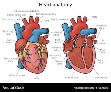 Heart Labelled Diagram, Heart Structure Diagram, Human Heart Diagram, Science Vector, Heart Structure, Heart Diagram, Educational Illustration, Heart Anatomy, Human Heart