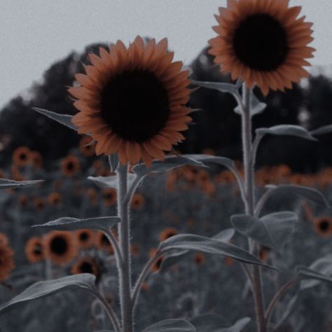 Alexa + Core + Aesthetic, Sunflower Iphone Wallpaper, Welcome To Hogwarts, Chaotic Neutral, Cora Reilly, Horizon Zero Dawn, Princess Aesthetic, Rural Landscape, + Core + Aesthetic