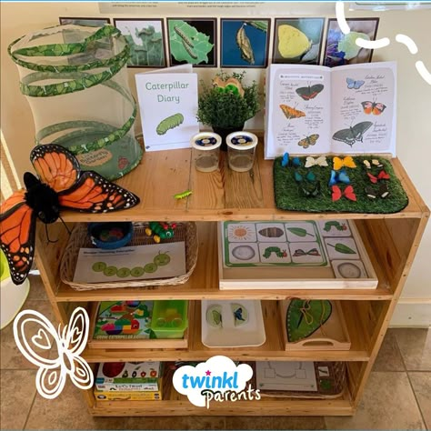 Butterfly Life Cycle Montessori, Life Cycle Eyfs, Montessori Life Cycle, Caterpillar Life Cycle Activities, Life Cycle Activities For Toddlers, Caterpillar Life Cycle Preschool, Life Cycle Activities For Preschoolers, Butterfly Kindergarten Activities, Preschool Butterfly Life Cycle