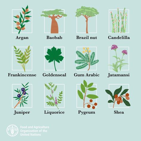 Plants With Names, Extinct Plants, Types Of Cereal, Infographic Inspiration, Food Security, All About Plants, Sustainability, Benefits, Log In