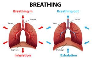 Belly Breathing, Diaphragmatic Breathing, Respiratory Care, Secondary Source, Pulmonary Disease, Deep Breathing Exercises, Diagram Design, Breathing Techniques, Breathing Exercises