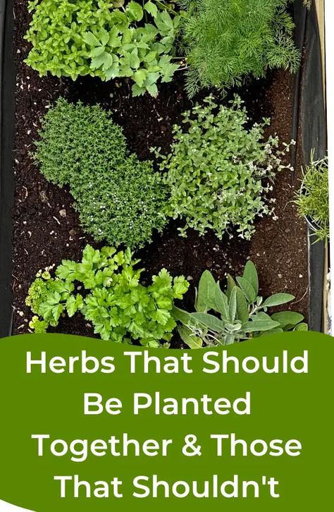 Herb Garden Planters Outdoor, Plants To Grow In Garden, Herb Growing Ideas, Herbs That Are Perennials, Best Way To Plant Herbs Outdoors, Herb Planter Box Ideas, What Herbs To Plant With Vegetables, What Herbs Grow Well Together In A Pot, How To Grow An Herb Garden