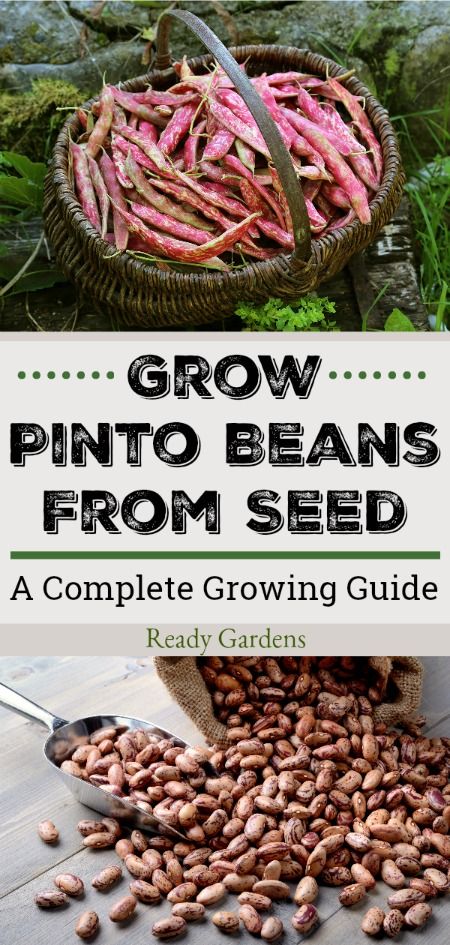 Growing Red Beans, Growing Pinto Beans In Garden, Beans Plant, Heirloom Beans, Survival Projects, Bean Garden, Growing Beans, Farm Property, Pinto Bean