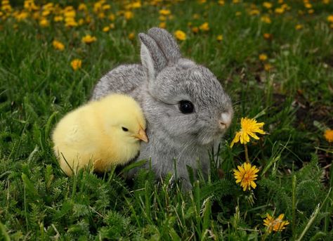 And if you love all animals equally, try our Animals newsletter! Three times a week, you’ll get dogs, cats, birds, llamas, seals, and plenty of other cuties. Raising Rabbits, Cele Mai Drăguțe Animale, Cute Bunny Pictures, Bunny Pictures, Animals Friendship, Baby Animals Pictures, Haiwan Peliharaan