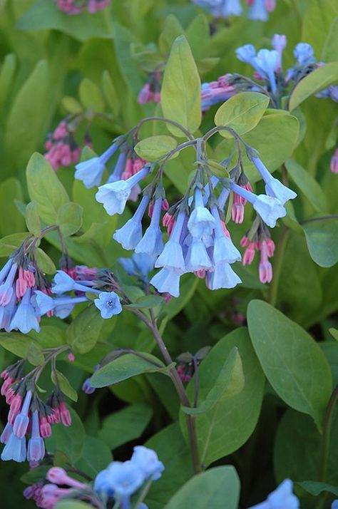 Heuchera Americana, Native Plant Landscape, Coral Bells Heuchera, Virginia Bluebells, Making Lists, Pollinator Plants, Blue Bell Flowers, Native Plant Gardening, Coral Bells