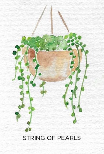 A Guide to Caring for Easy to Grow Indoor Plants Watercolor Art Inspiration Easy, Painting Plants Easy, Aesthetic Plant Painting, Plants Painting Ideas, Easy Watercolour Drawings, Watercolor Plants Simple, Easy Plant Painting, Easy Watercolor Paintings Landscapes, Basic Watercolor Painting For Beginners