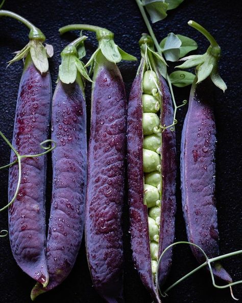 The purple podded peas ~.~ Food Art Photography, Nature Sketch, Food Photography Tips, Food Photographer, Pink Lady, Photography Magazine, Fruit And Veg, Edible Garden, Medicinal Herbs