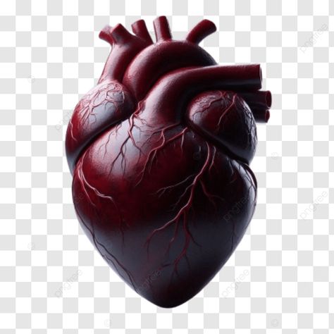 illustration of a human heart on black background   medical concept illustration of a human heart Human Heart Reference, Transparent Illustration, A Human Heart, Background Medical, Medical Background, Concept Illustration, Human Heart, Collage Maker, Heart On