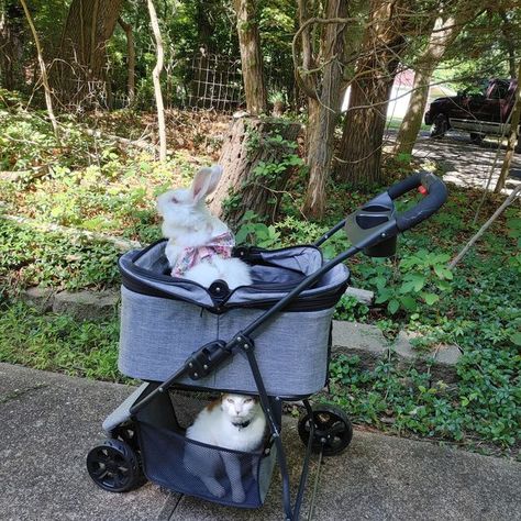 Bunny Stroller, Cute Bunny, Bunny Rabbit, Stroller, Baby Strollers, Doodles, On Instagram, Instagram