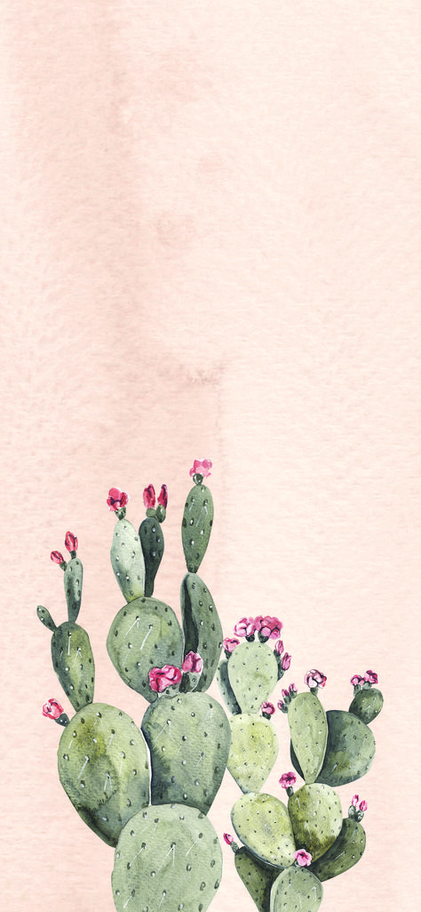 Boho Cactus Wallpaper Iphone, Cactus Iphone Background, Succulent Iphone Wallpaper, Cute Cactus Wallpaper Iphone, Succulent Phone Wallpaper, Cactus Wallpaper Iphone Aesthetic, Western Cactus Wallpaper, Cute Cactus Wallpapers Aesthetic, Succulent Wallpaper Iphone