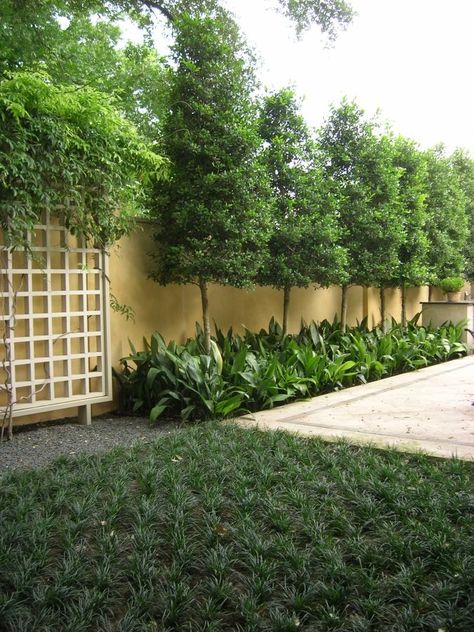 Privacy trees for small yards need to be planned with more attention to height as well as diameter and width. Privacy trees are ideal for added security. Privacy Fence Landscaping, Landscaping Along Fence, Green Backyard, Privacy Trees, Backyard Trees, Landscaping Trees, Privacy Plants, Privacy Landscaping, Garden Privacy