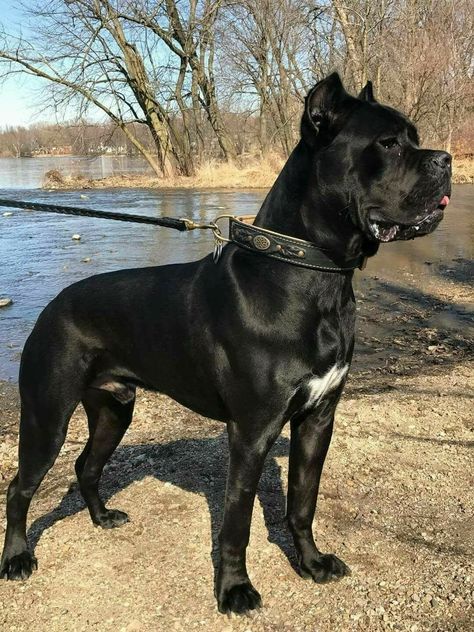 Cane Corso Dogs Cane Corso Scary, Cane Corso Aesthetic, King Corso Dog, Chien Cane Corso, Worlds Largest Dog, Cane Corso Dog Breed, Tattoos Dog, Pet Anime, Cane Corsos