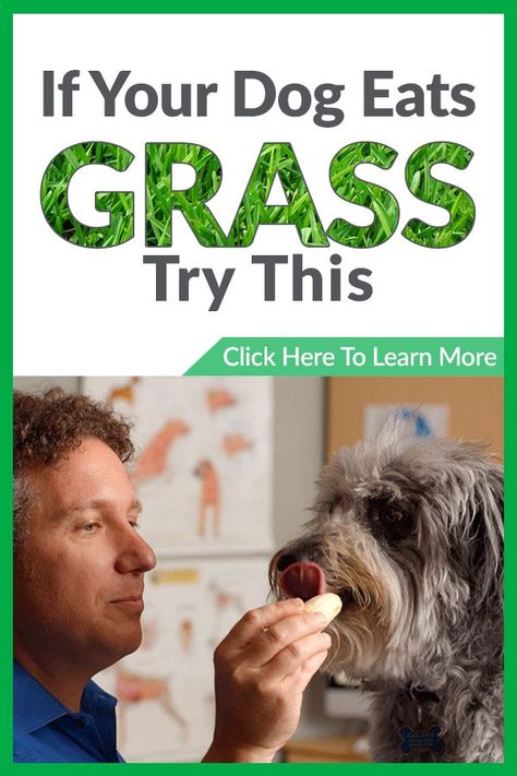 Dr. Richter offers the key to help maximize your dog's immunity, health, & digestion. Watch his presentation here Dogs Eating Grass, Holistic Dog Care, Dog Illnesses, Dog Doctor, Dog Eats, Holistic Pet Care, Dog Remedies, Dog Health Tips, Dog Nutrition