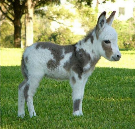 Miniature Donkeys Are Real and They're the Cutest Thing Ever Sicilian Donkey, Curious Animals, Pet Donkey, Mini Donkeys, Miniature Donkeys, Mini Goats, Baby Donkey, Mini Donkey, Miniature Donkey