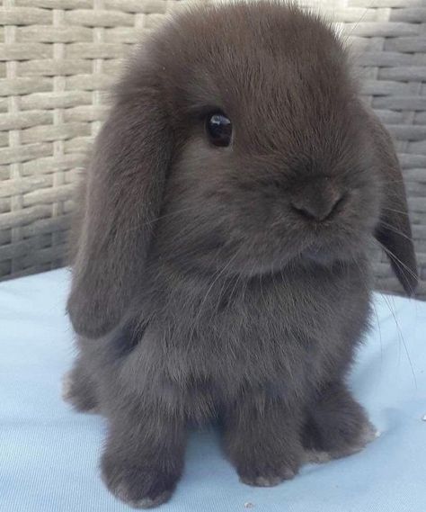 BEAUTIFUL MINI LOP BUNNIES 5 STAR HOMES ONLY for sale on Preloved How To Care For Bunnies, Mini Lop Bunnies, Mini Lop Rabbit, Lop Bunnies, Bunny Room, Pet Bunny Rabbits, Beautiful Rabbit, Mini Lop, Bunny Care