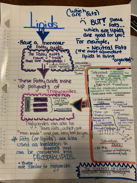 The function of lipids and the breakdown. Also: saturated and in saturated fats. Lipids Notes Biology, Lipids Biochemistry Notes, Lipids Notes, Bio Molecules, Anatomy Notes, Biochemistry Notes, Nurse Study, Organization Notes, Medical Notes