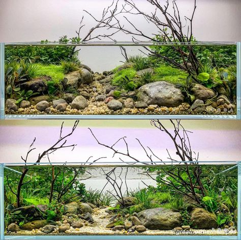 Aquascape Design Natural, Aquarium Snails, Axolotl Tank, Biotope Aquarium, Fish Aquarium Decorations, Aquarium Set, Aquascape Design, Fish Tank Design, Fresh Water Fish Tank