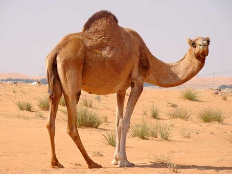 Camel Animal Crossing Music, Camel Animal, Dekoratívne Vence, Morocco Tours, Desert Animals, Orca Whales, Big Animals, Most Beautiful Animals, Barnyard Animals