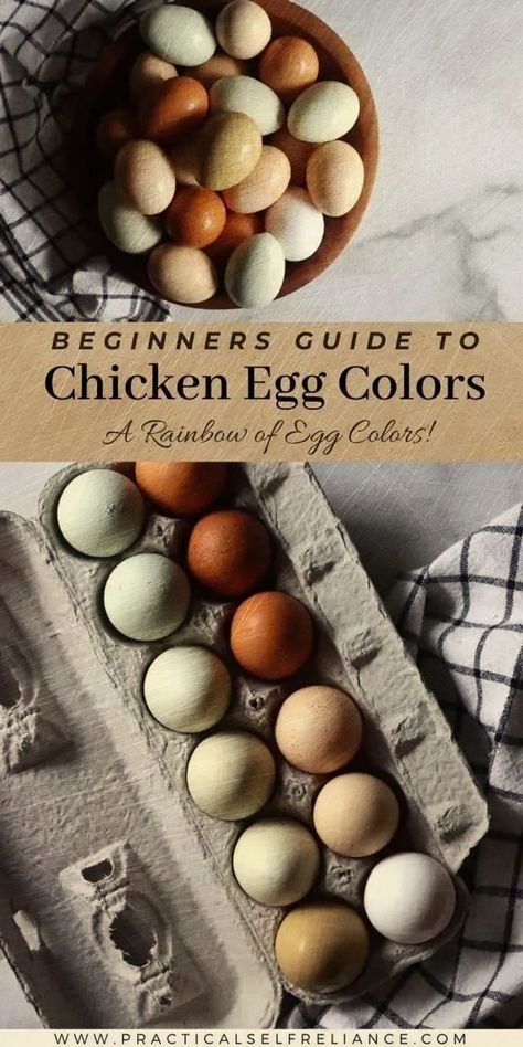 Kinds Of Chickens, Raising Chickens For Beginners, Olive Egger Chicken, Chickens For Beginners, Barred Rock Chickens, Breeds Of Chickens, Chicken Egg Colors, Pink Eggs, Egg Colors