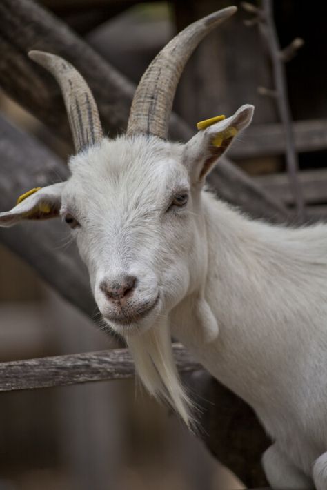 Face of a White Goat | ClipPix ETC: Educational Photos for Students and Teachers Cute Animals Wallpaper, Goat Pictures, Animal Dictionary, G.o.a.t Wallpaper, Goat Picture, Farm Animal Paintings, White Goat, Serie Bmw, Goat Barn