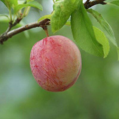 How to Grow a Japanese Plum Tree Japanese Plum Tree, Prune Fruit, Prunus Mume, Fruit Bearing Trees, Japanese Plum, Shochu, Plum Fruit, Health Articles Wellness, Plum Tree