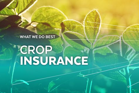 We develop individual crop insurance plans for you using software that shows different “what-if” scenarios based on the plan selected and input costs provided. Crop insurance is a tool that helps you manage your yield and price risks Selling Insurance, Crop Insurance, Insurance Marketing, Insurance Agent, Creative Ads, The Plan, Nebraska, Iowa, Planting