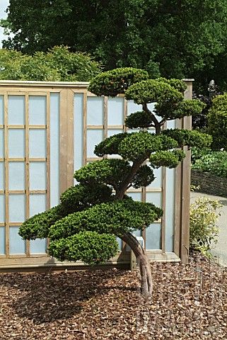 Cloud pruned juniper tree. We have one in the backyard but don't know how to properly give it a cloud pruning Cloud Pruning, Japanese Garden Style, Japanese Plants, Cloud Tree, Small Japanese Garden, Japanese Style Garden, Japanese Garden Landscape, Zen Garden Design, Japanese Zen Garden