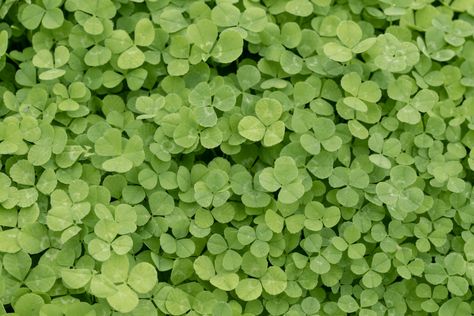 Micro Clover Seeding Calculator Overseeding an Established Lawn:50g for 1,000 square feet250g for 5,000 square feet500g for 10,000 square feet2.5kg for 50,000 square feet (one acre) Sowing Rate with No Grass (recommended):50g for 100 square feet250g for 500 square feet500g for 1,000 square feet2.5kg for 5,000 square feet If starting a lawn from scratch use 5% Micro Clover of the total weight of the grass seed being sown. I.E. If seeding 1kg of grass, seed use 50g of Micro Clover in the mix. All Micro Clover, Healthy Breakfast For Kids, Clover Seed, Lawn Alternatives, Grass Seed, Ground Cover, The Grass, Calculator, From Scratch