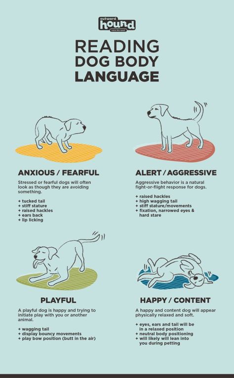 Dog Body Language, Dog Behavior Problems, Brain Training Games, Dog Poses, Dog Brain, Dog Info, Dog Facts, Behavior Problems, Dog Training Obedience