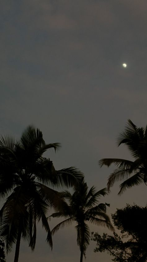 Aesthetic dawn with coconut trees and moon at Kerala , Beautiful nature aesthetics at dawn Black Indian Aesthetic, Kerala Aesthetic Wallpaper, Summer Aesthetic Indian, Black Desi Aesthetic, Indian Aesthetic Background, Indian Summer Aesthetic, Desi Aesthetic Wallpaper, Trips Aesthetic, Kerala Aesthetic